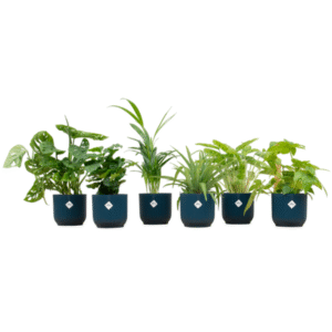 Verrassingsbox - 6 planten inclusief elho Vibes Fold Round blauw