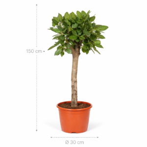 Ficus Benghalensis boom – 150 cm