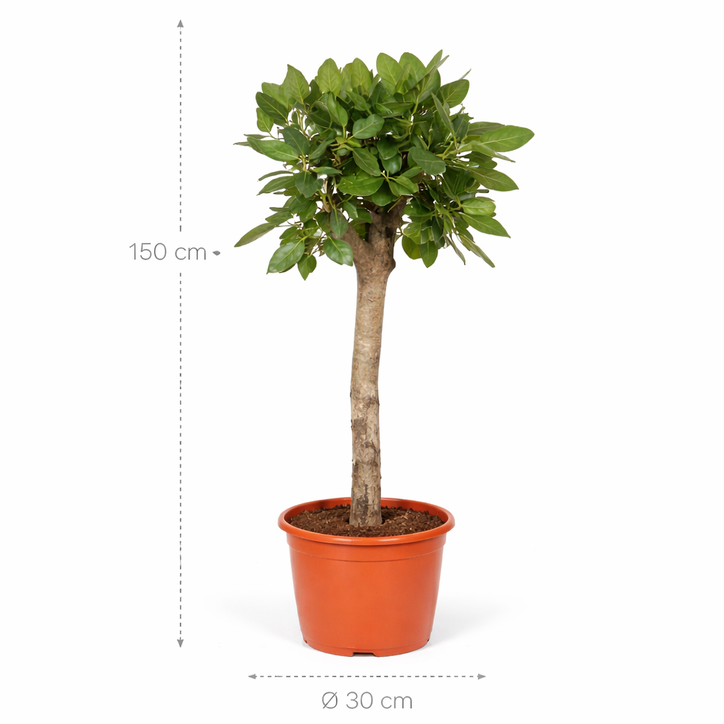 Ficus Benghalensis boom – 150 cm