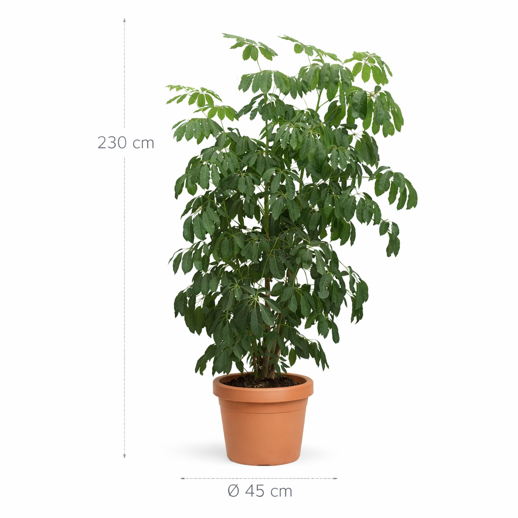 Schefflera Amate XL - 230 cm - ø45