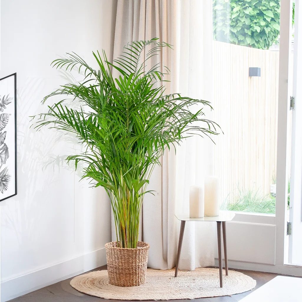 kentia palme neue triebe Kentia Palme Ø:24 H:170 cm