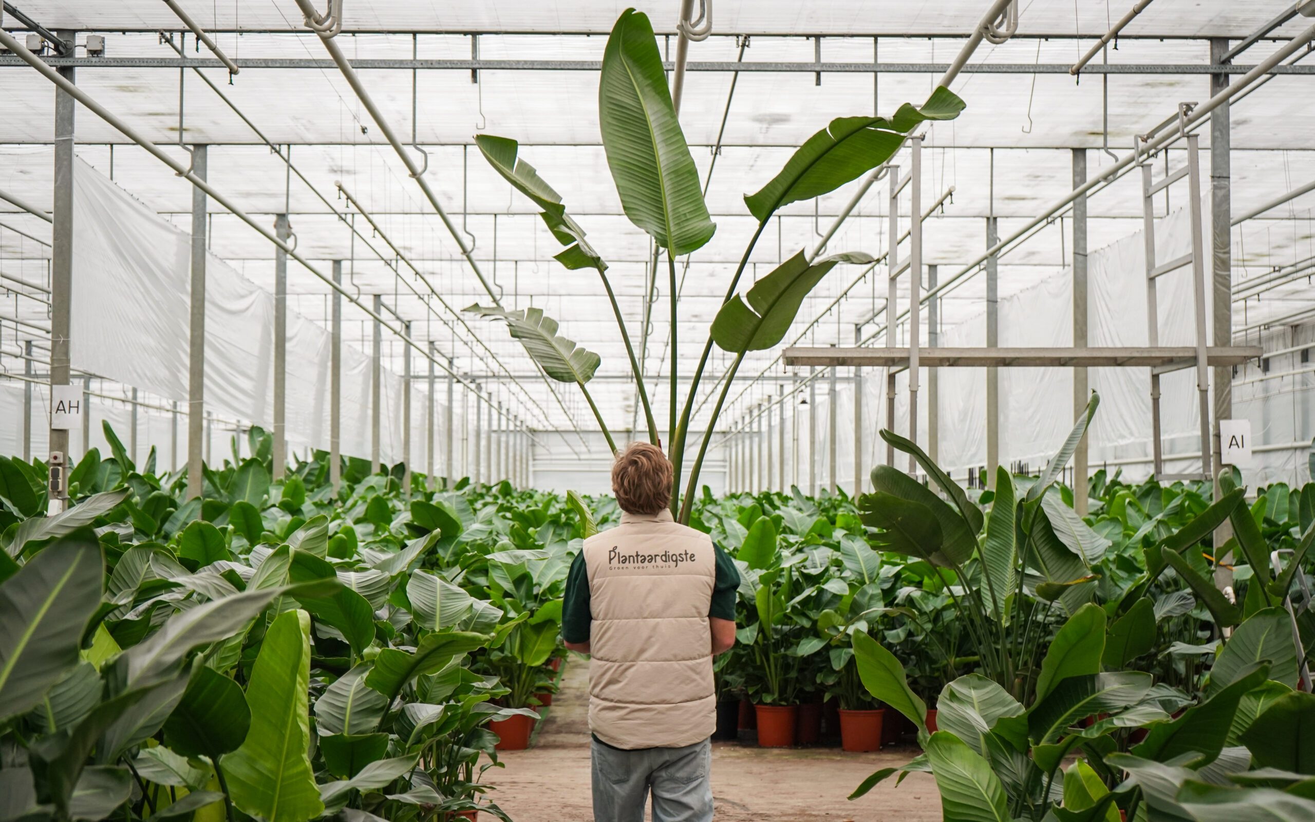 Danny met plant in de kwekerij met strelitzia nicolais