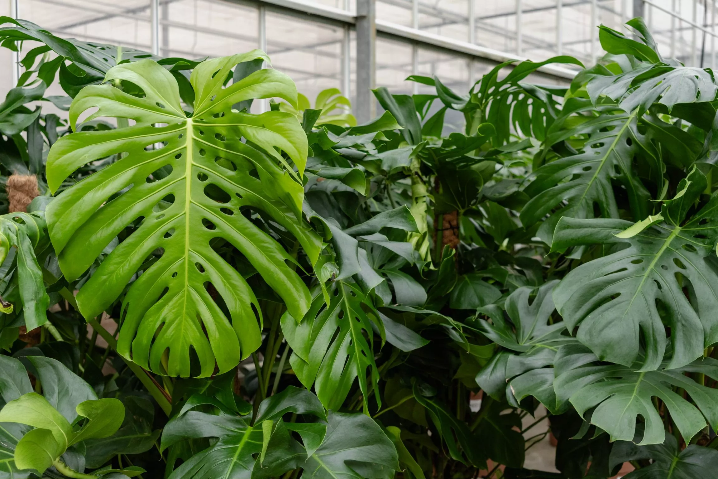 Dit is monstera blad in de kwekerij