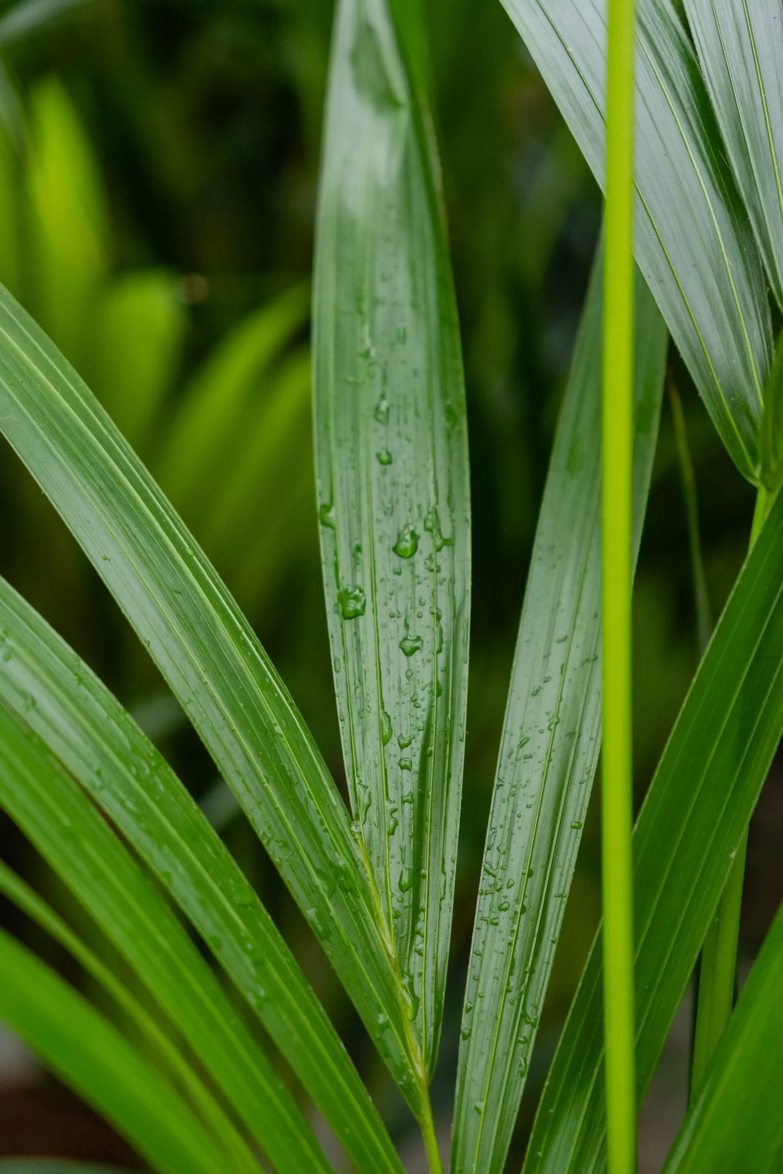 Bladstengel met water