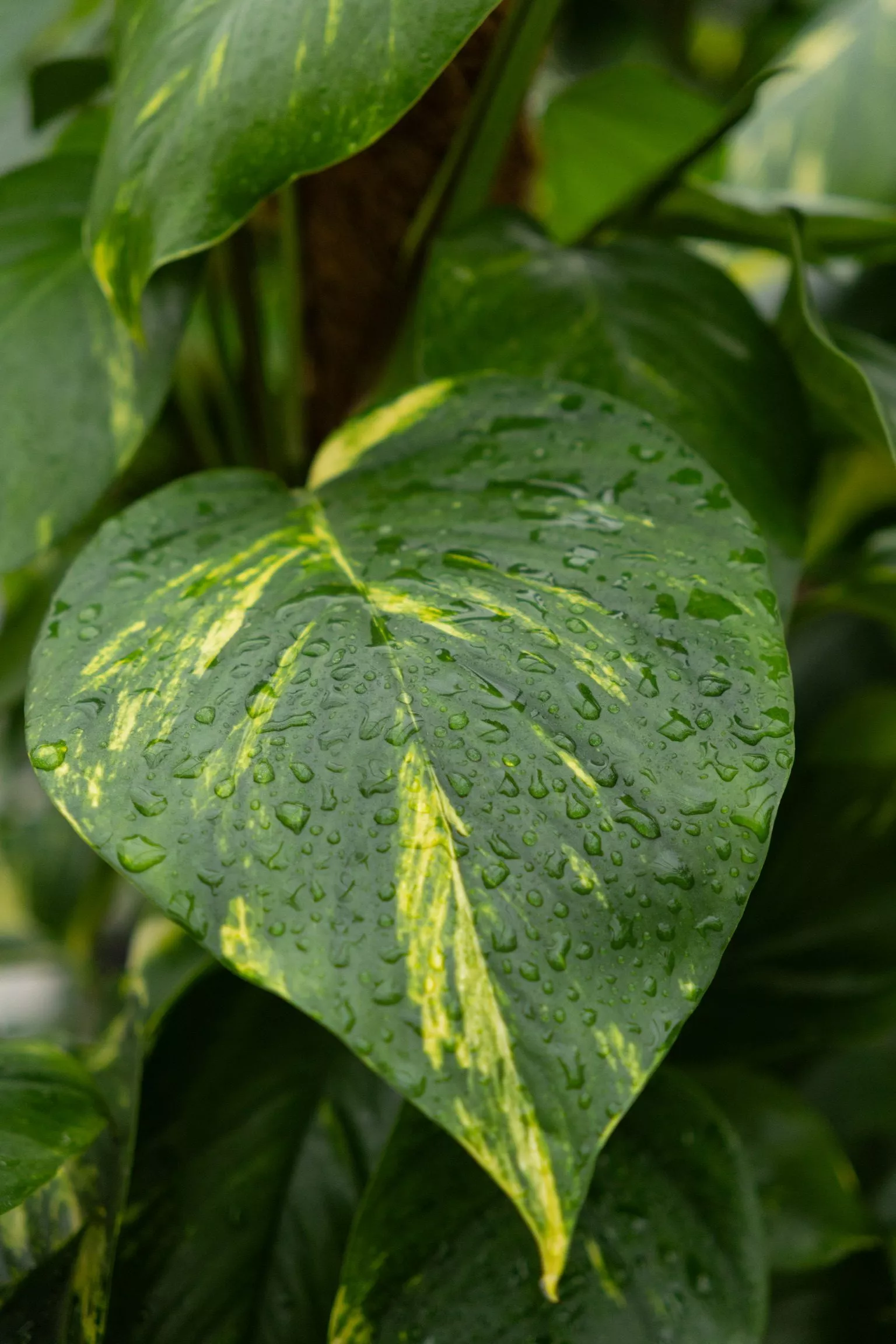 Plant met druppel op blad