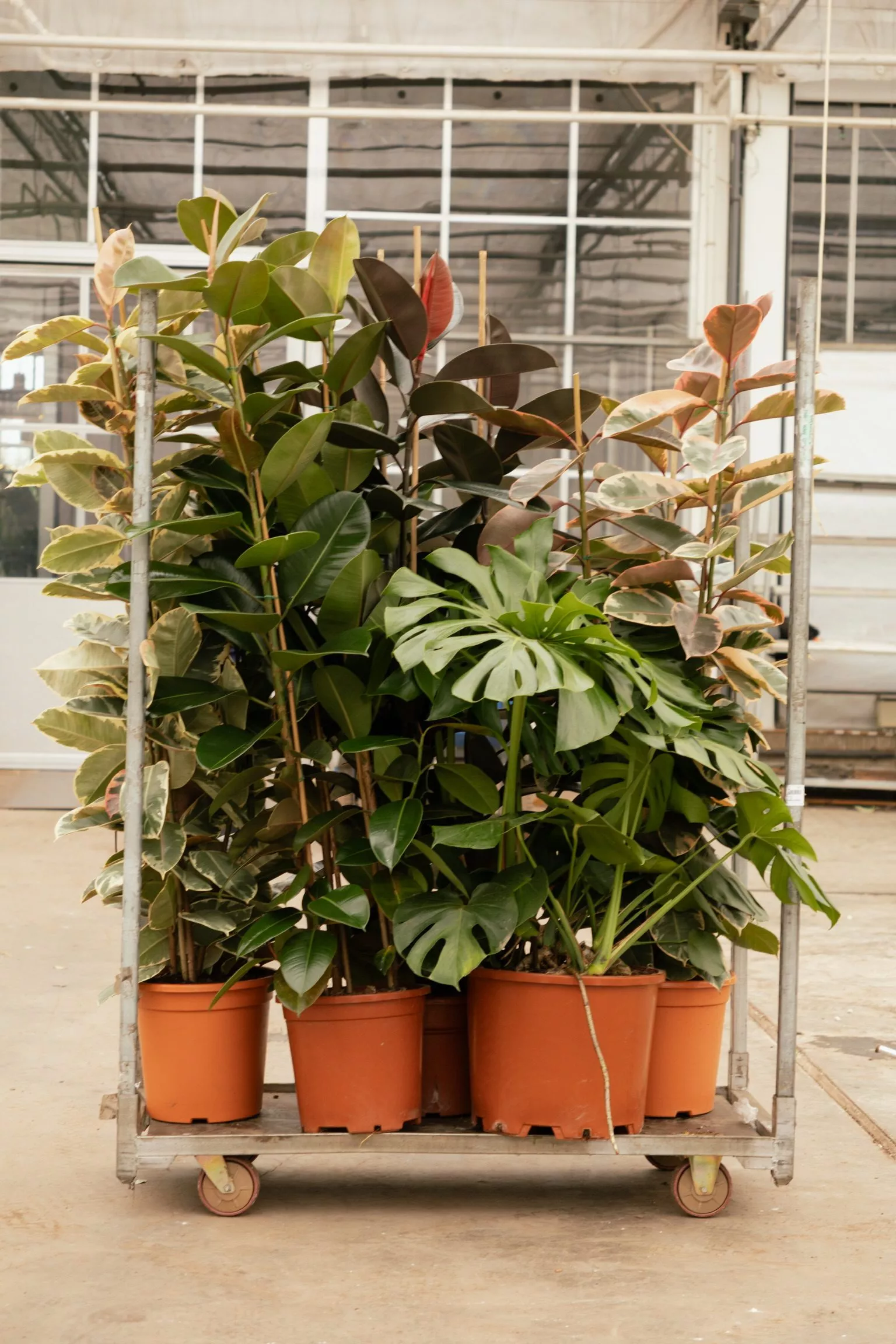 Verzameling van verschillende planten