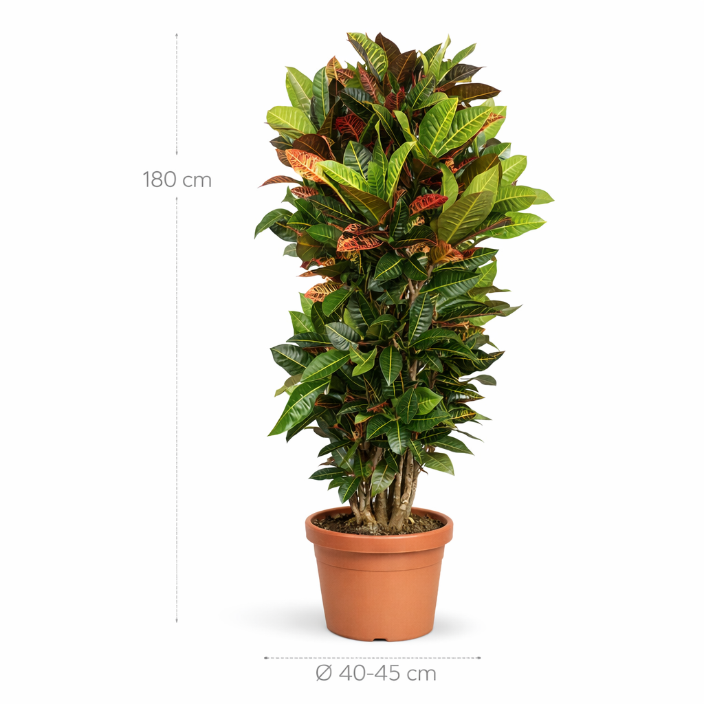 Codiaeum Petra - 180cm