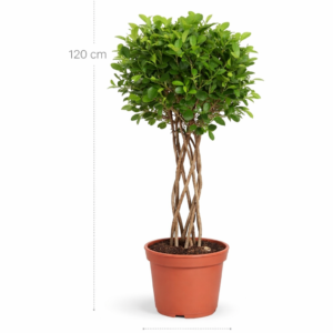Ficus Moclame gevlochten cilinder - 120 cm