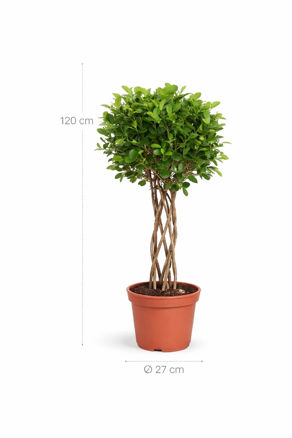 Ficus Moclame gevlochten cilinder - 120 cm