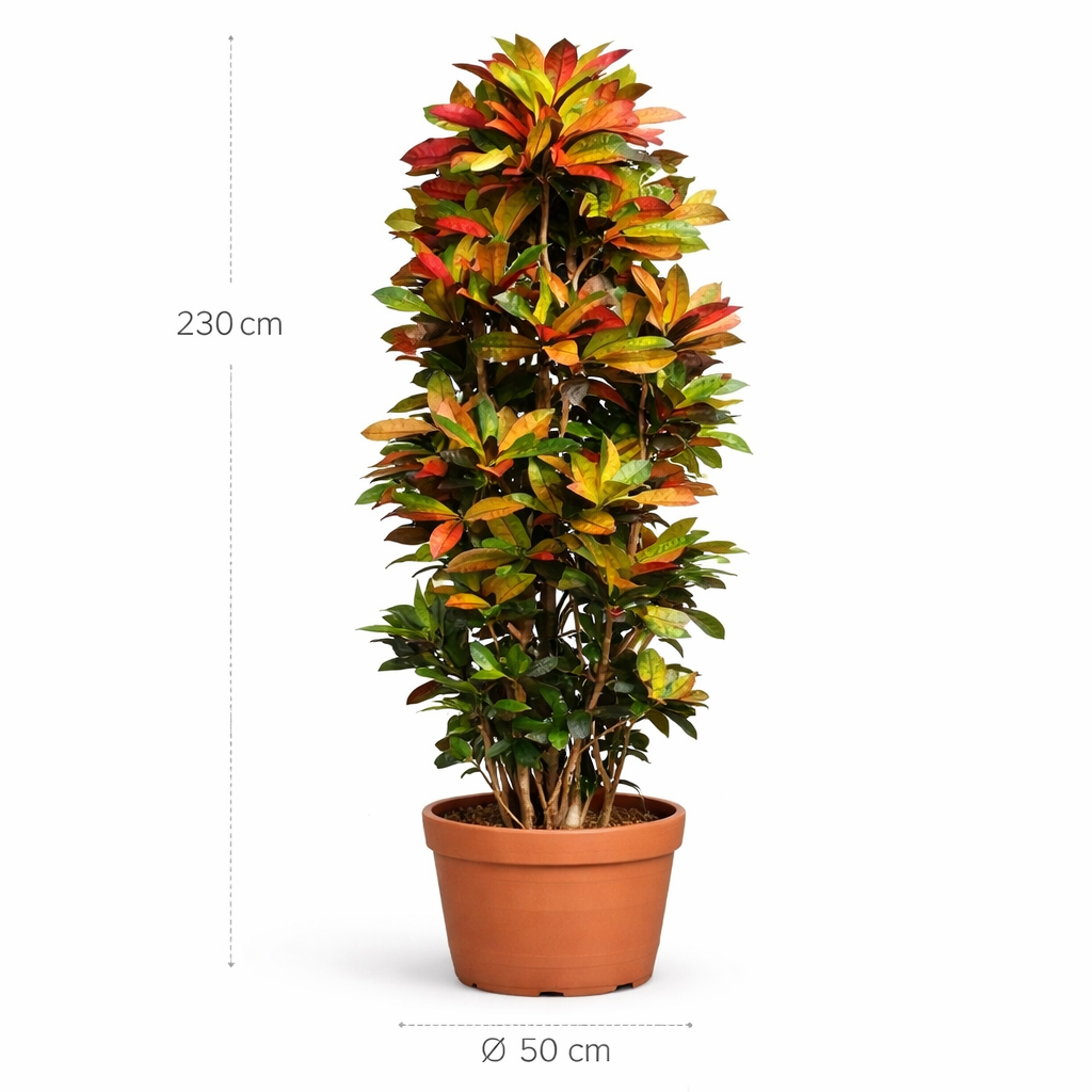 Codiaeum Iceton - 230 cm