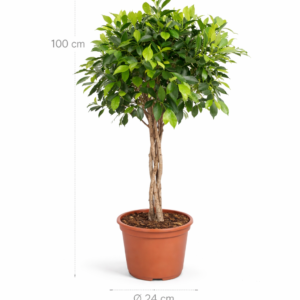 Ficus Nitida gevlochten stam - 100 cm