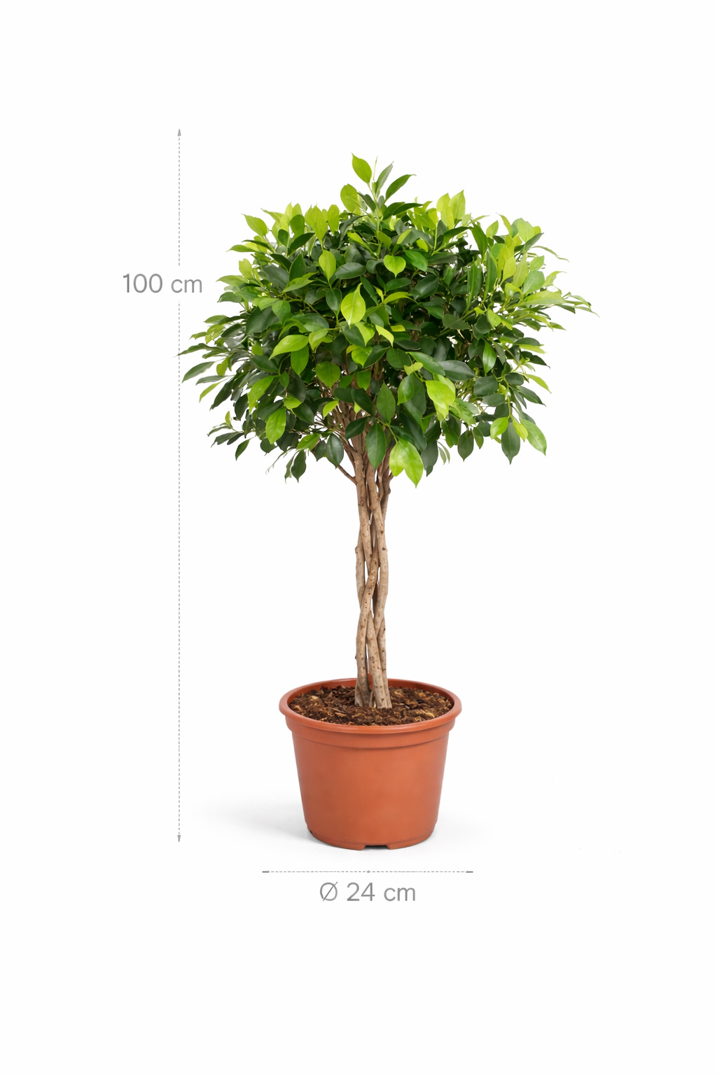 Ficus Nitida gevlochten stam - 100 cm