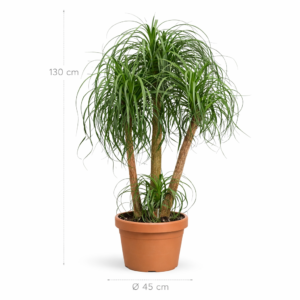 Beaucarnea multi stam - 130cm