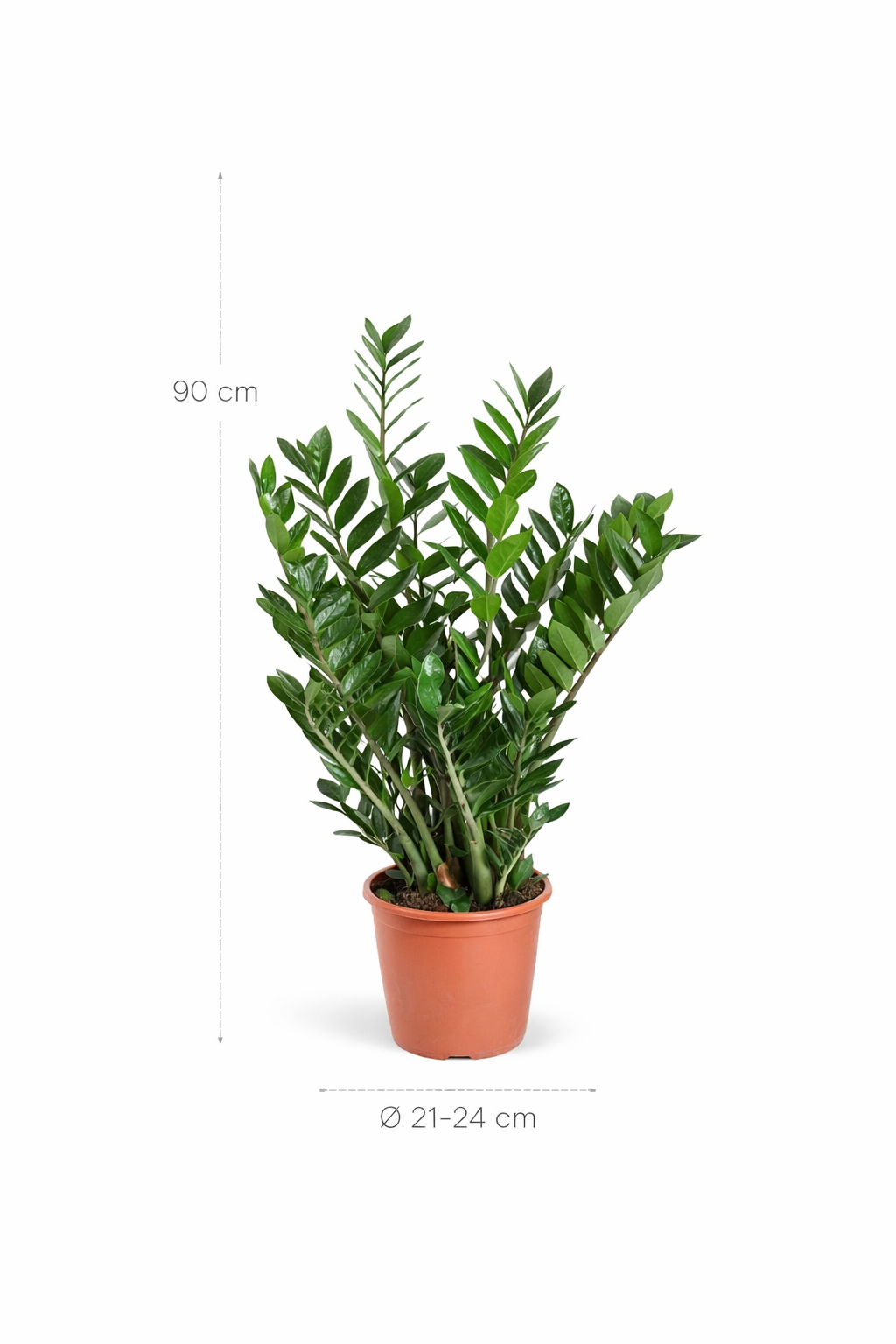 Zamioculcas - 90cm