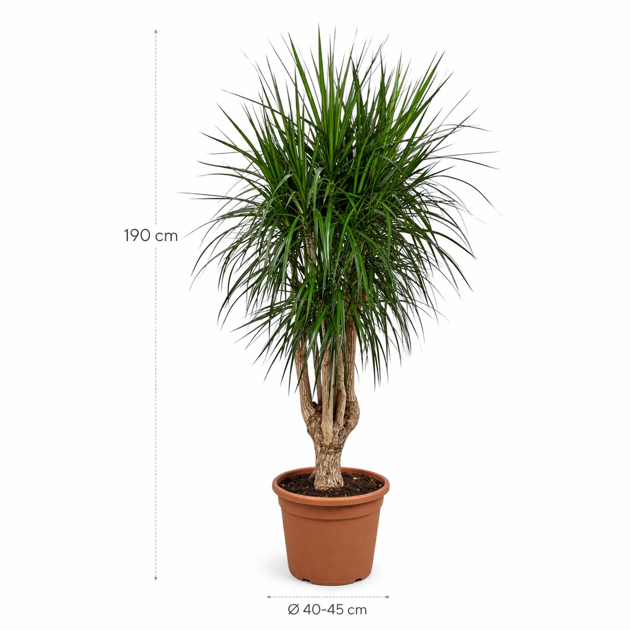 Dracaena Marginata vertakt XXL - 190cm ⌀ 40-45 cm