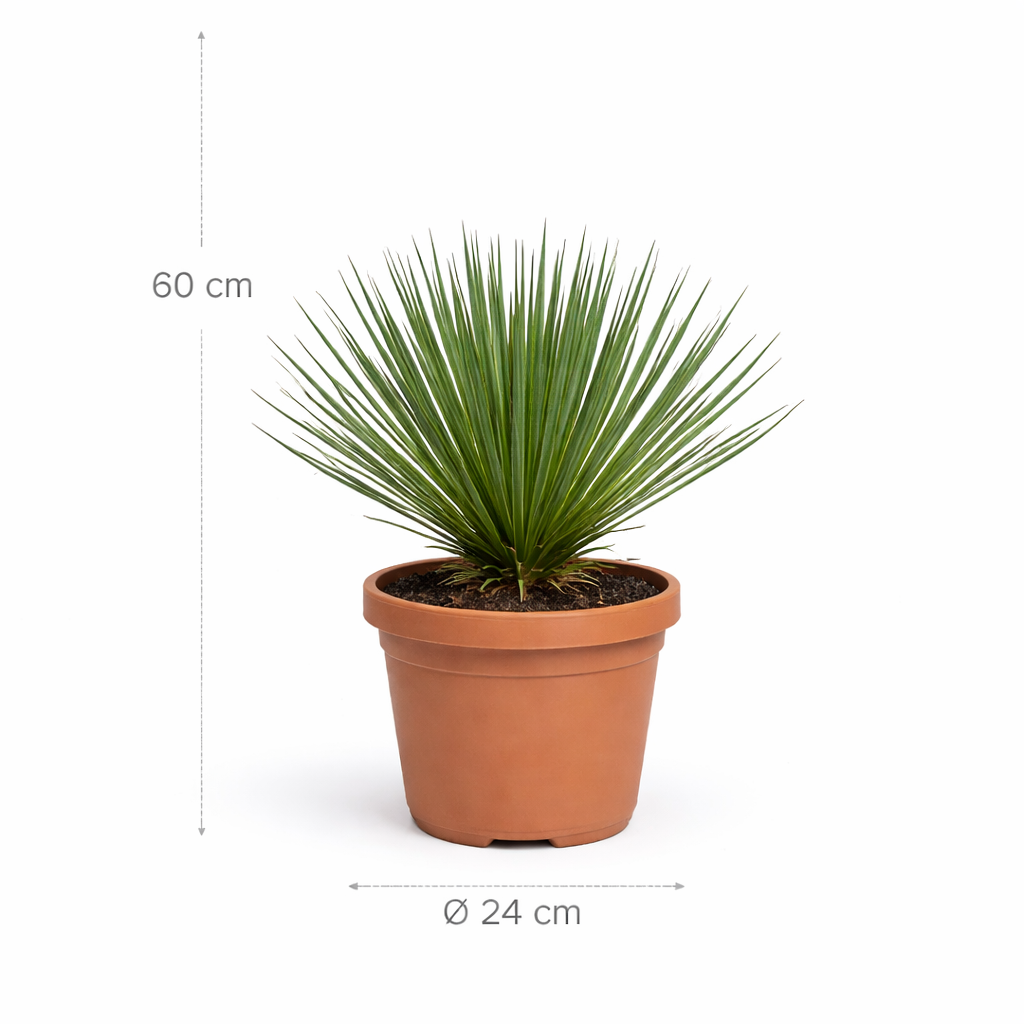 Yucca Rostrata - 60 cm - ø24cm