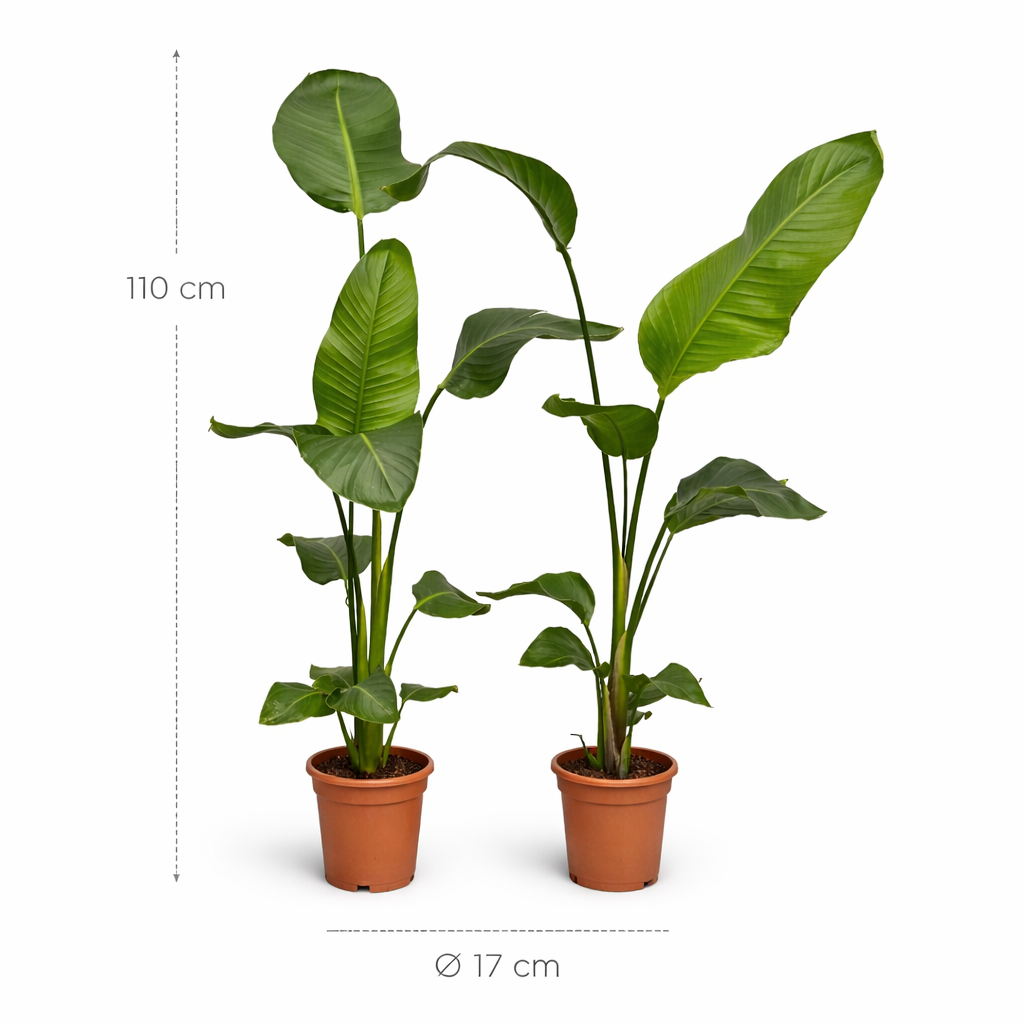 2x Strelitzia Nicolai - 100 cm - Ø17