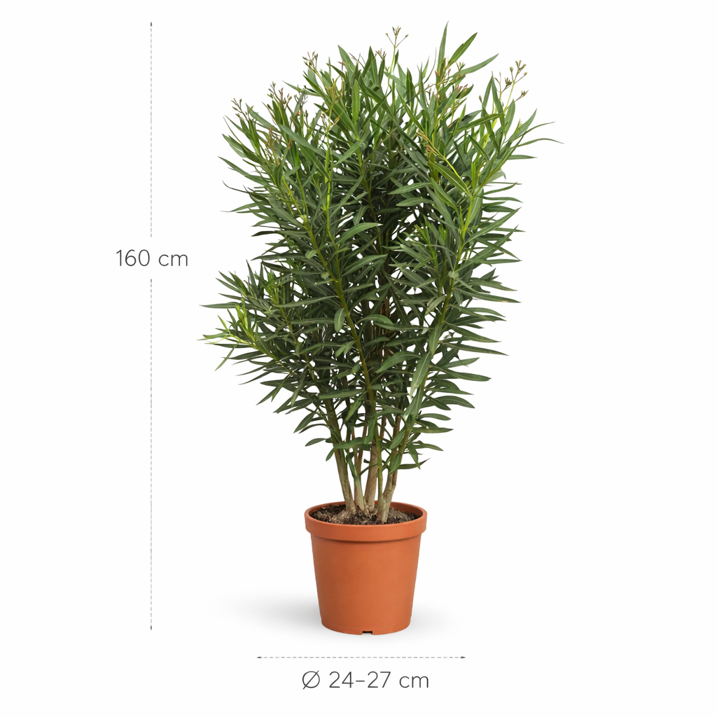 Nerium Oleander struik met rode bloem - 160 cm - Ø24-27cm