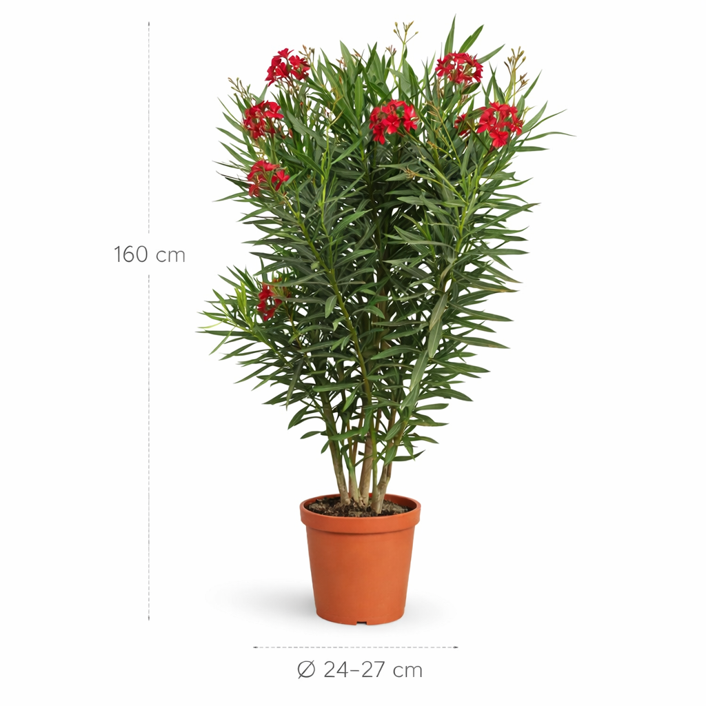 Nerium Oleander struik met rode bloem - 160 cm - Ø24-27cm