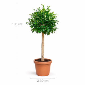 Ficus Nitida op stam - 130 cm - ø30