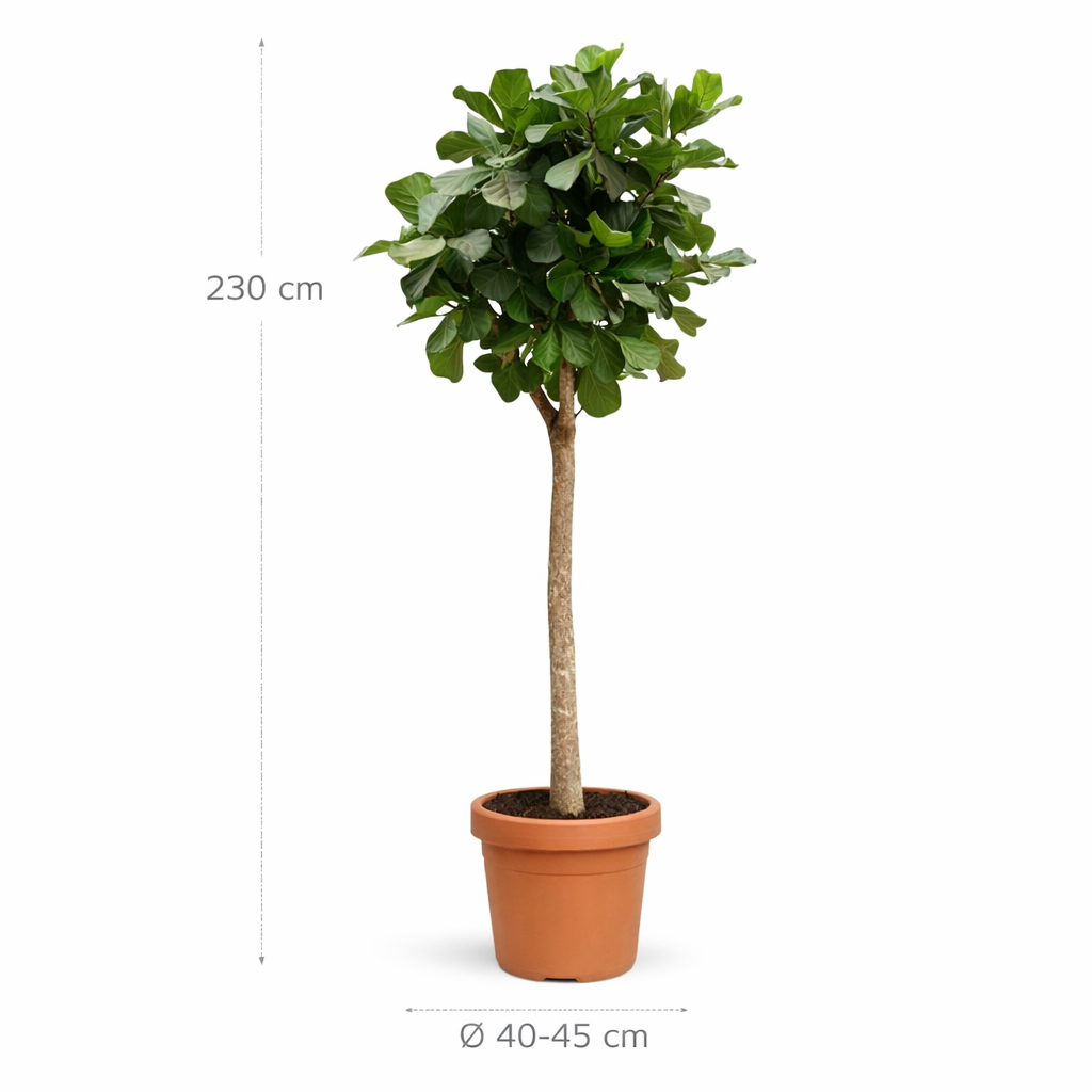 Ficus Lyrata boom XXXL - 230cm - ø40-45