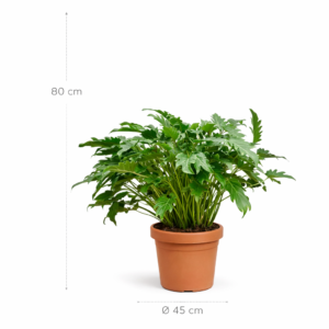 Philodendron Xanadu - 80 cm - Ø30