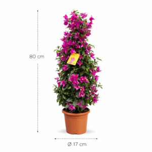 Bougainvillea pyramide – 80 cm