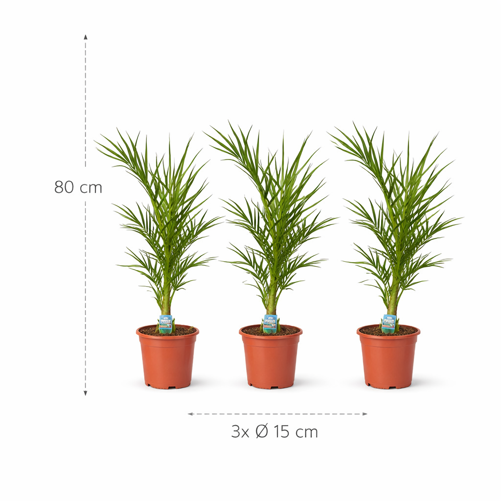 3x Phoenix Canariensis – 80 cm