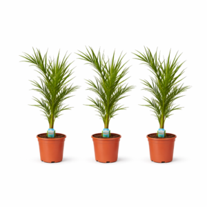 3x Phoenix Canariensis – 80 cm