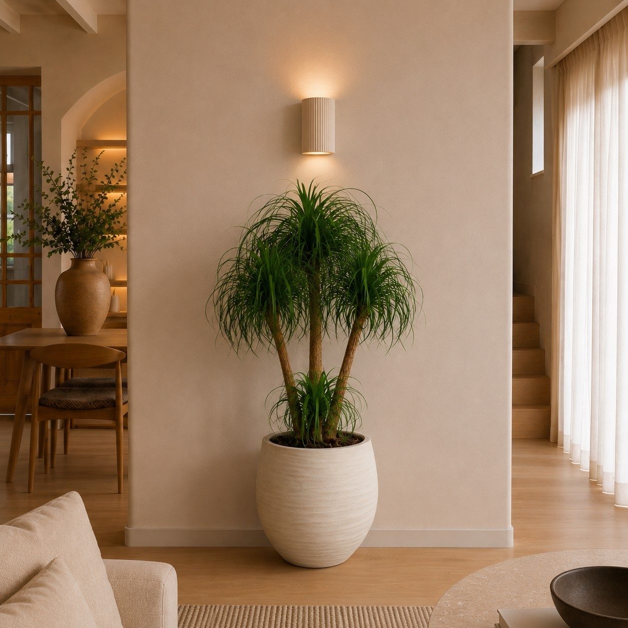 Beaucarnea multi stam - 130 cm
