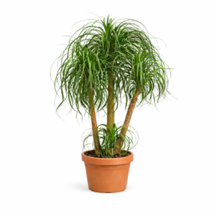 Beaucarnea multi stam – 130 cm