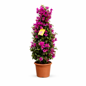Bougainvillea pyramide – 80 cm
