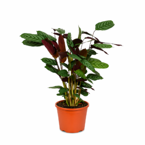 Calathea Compactstar - 80 cm