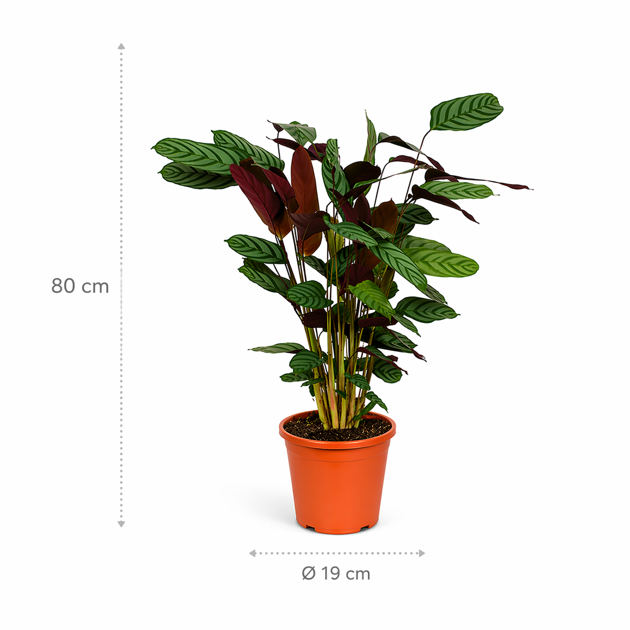 Calathea Compactstar - 80 cm_1