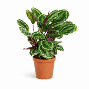 Calathea Medallion – 80 cm