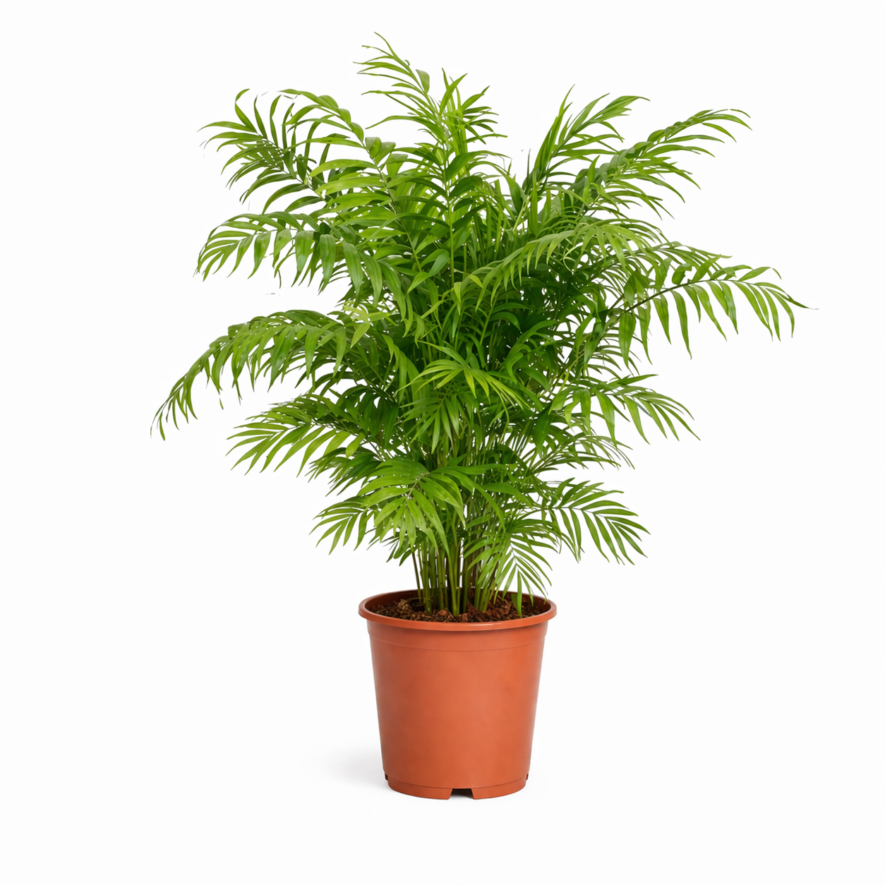 Chamaedorea Elegans - 100 cm