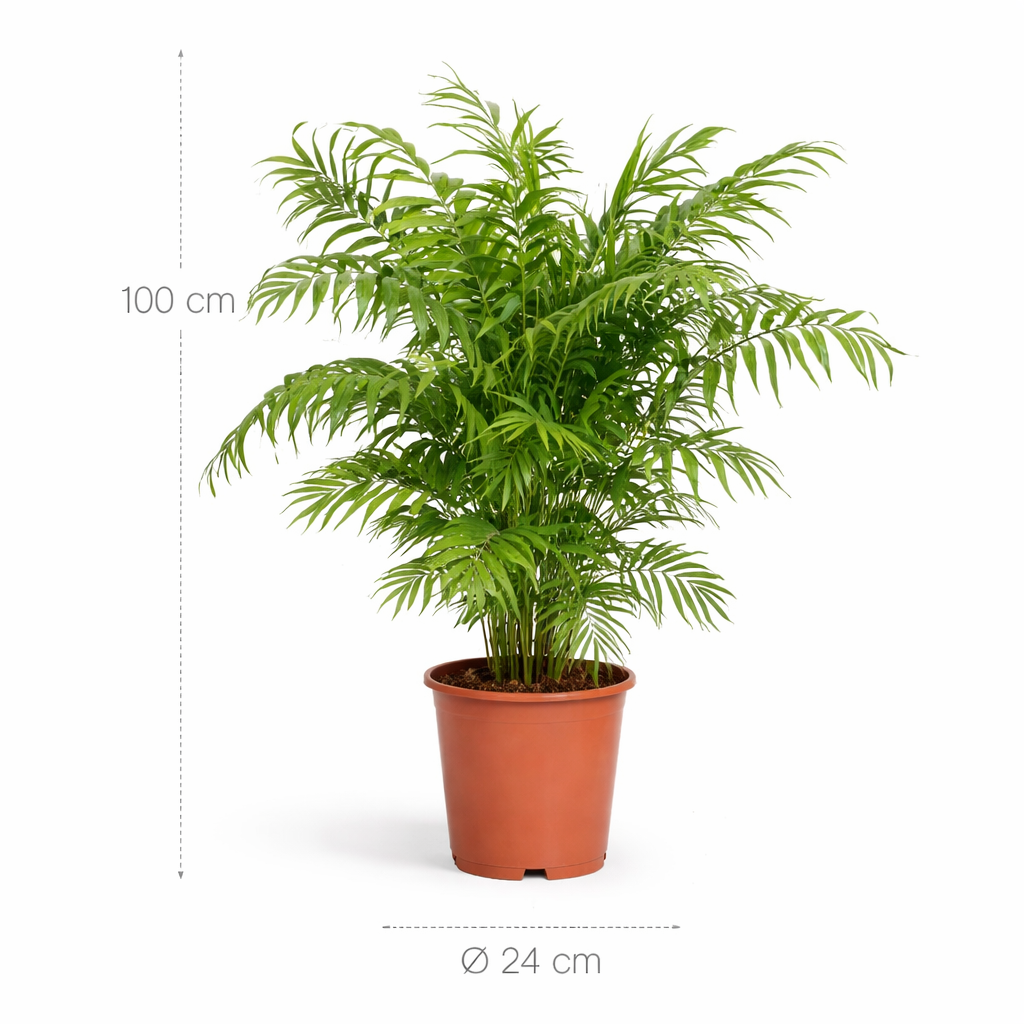 Dit is de Chamaedorea Elegans - 100 cm - Ø24cm
Chamaedorea Elegans - 100 cm - Ø24cm