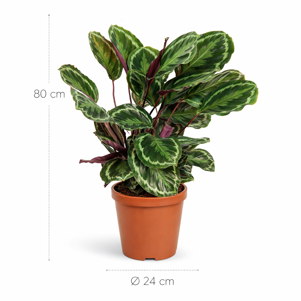 Calathea Medallion - 80 cm