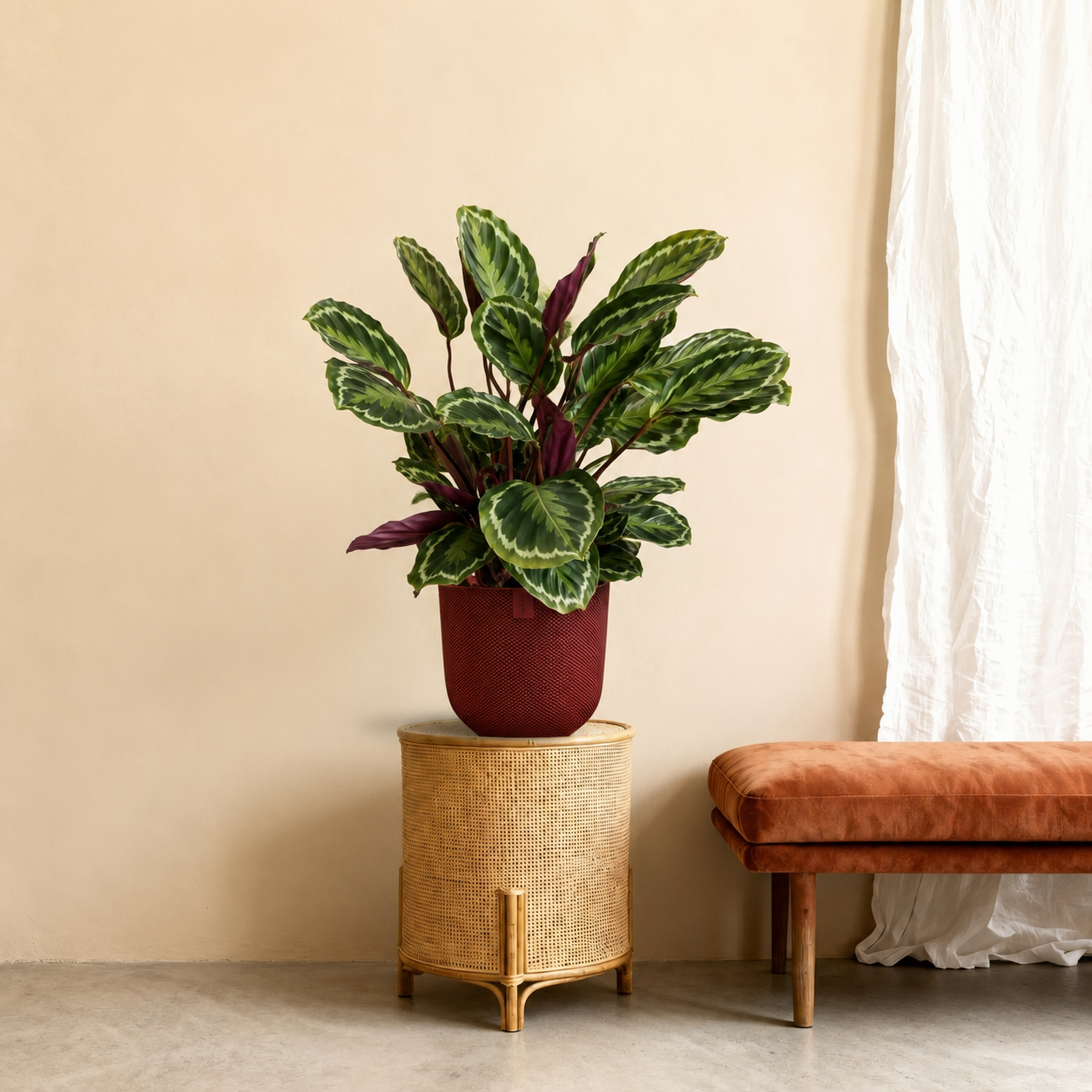 Calathea Medallion - 80 cm