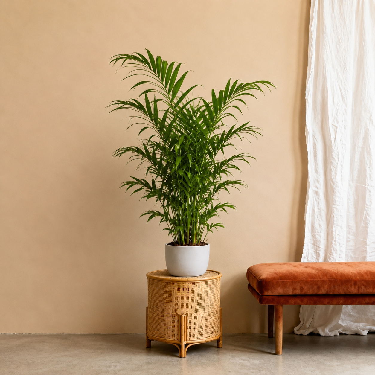 Chamaedorea Elegans – 100 cm