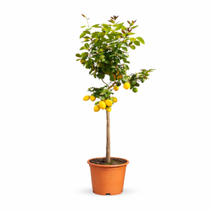 Citroenboom (Citrus Limonia) – 140 cm