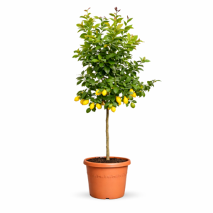 Citroenboom (Citrus Limonia) – 200 cm