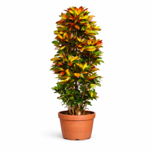 Codiaeum Iceton – 230 cm_main