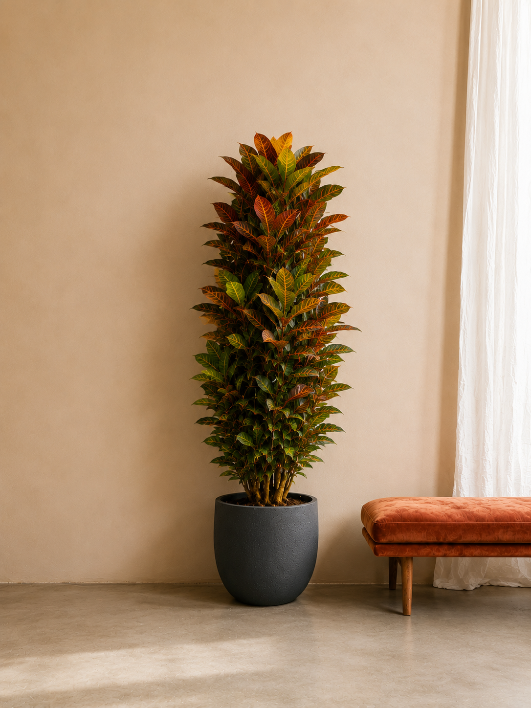 Codiaeum Petra - 170 cm