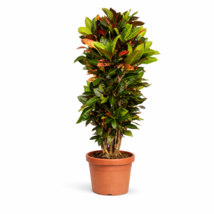 Codiaeum Petra – 180 cm