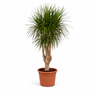Dracaena Marginata vertakt – 190 cm