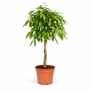 Ficus Amstel King gevlochten stam – 140 cm