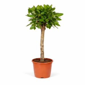Ficus Benghalensis boom – 150 cm