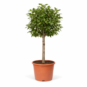 Ficus Benghalensis boom – 200 cm