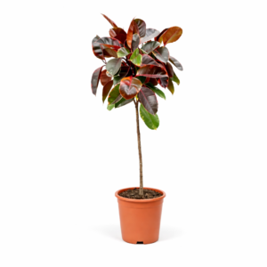 Ficus Elastica Belize op stam – 130 cm